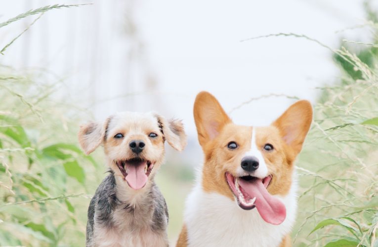 Preventing Home Dog Fights in Rhome