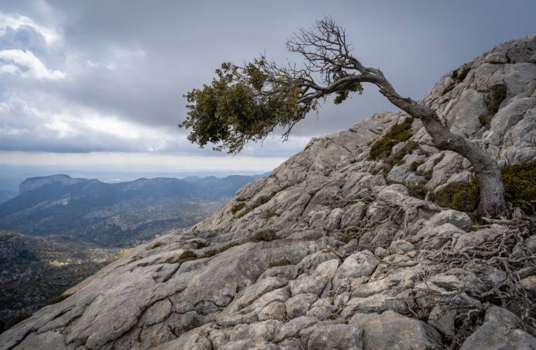Rhome: The Importance of Resilience in Overcoming Trauma
